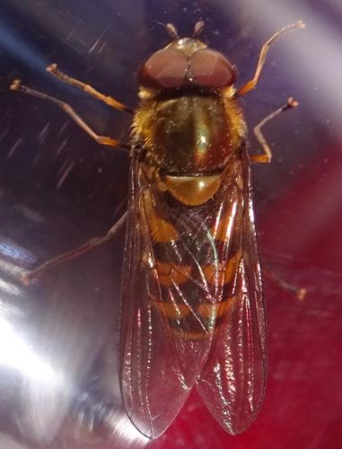 Réf. 356 428 : Parasyrphus punctulatus